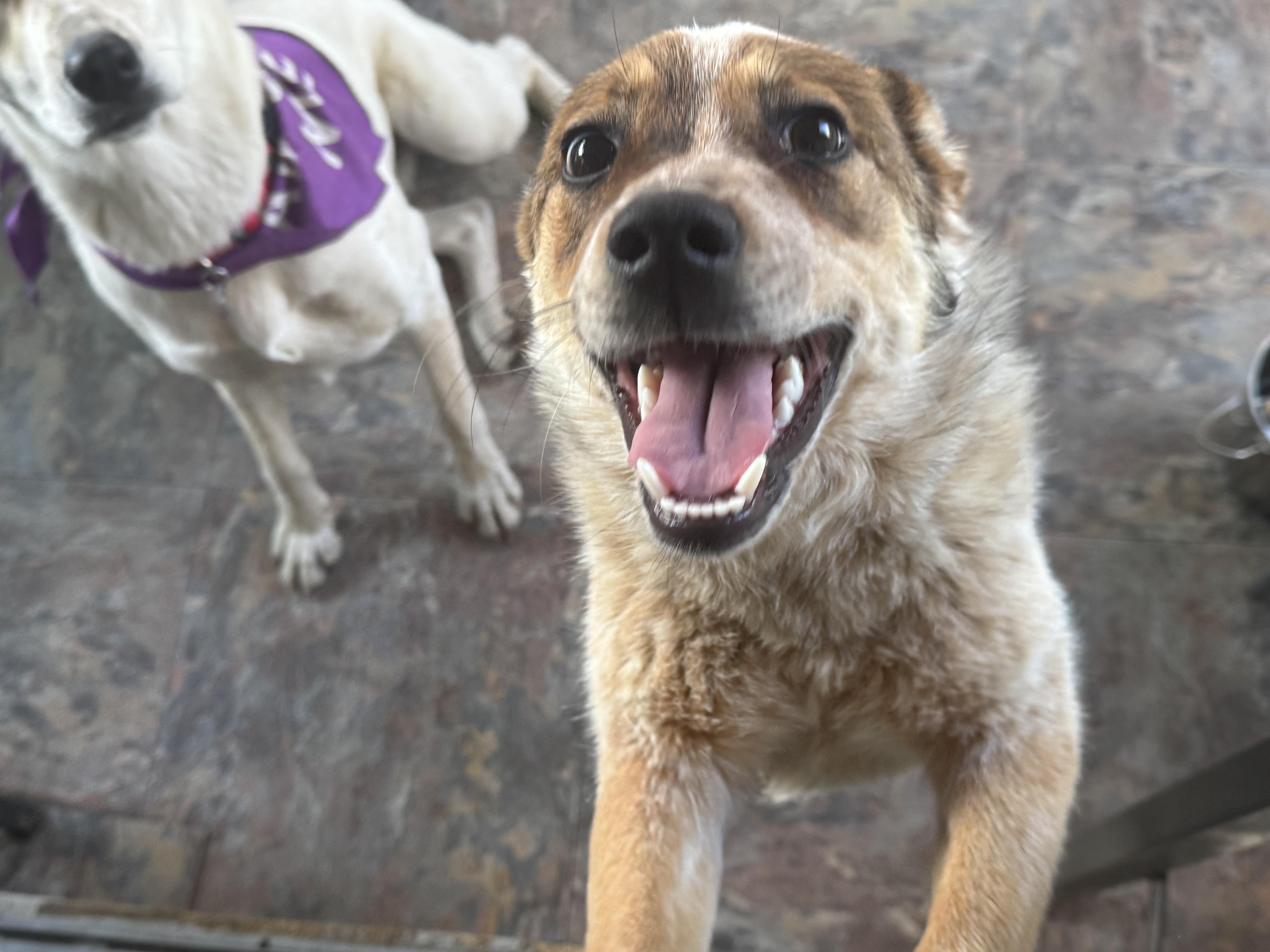 A young medium-sized female Merle (Red) Australian Cattle Dog / Blue Heeler dog named Keena for adoption in O'Fallon, MO