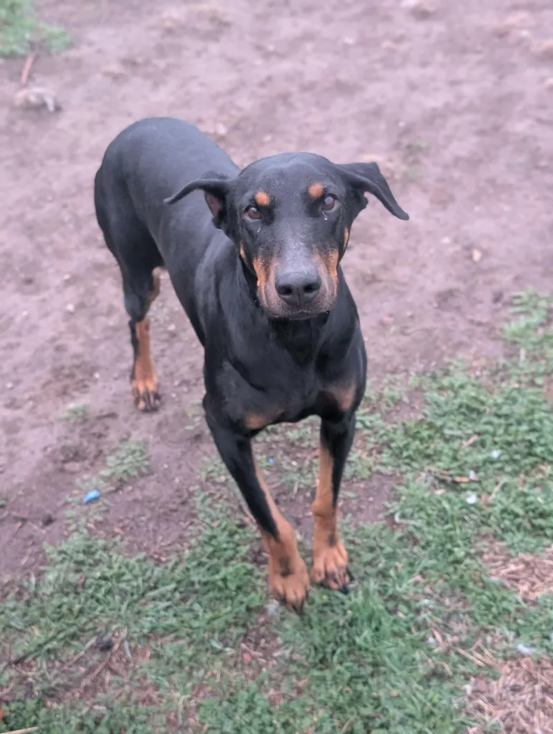 An adult medium-sized female Doberman Pinscher dog named Queen Jolene for adoption in Salt Lake City, UT