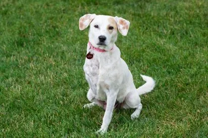 An adult medium-sized female Beagle dog named Easter for adoption in Kansas City, MO