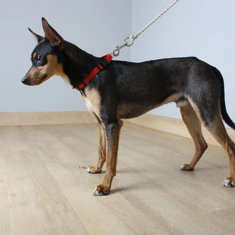 An adult small-sized male Black Miniature Pinscher dog named Turtle D for adoption in Minnetonka, MN