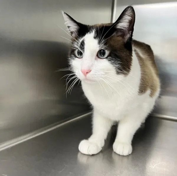 Whittaker thumbnail 3