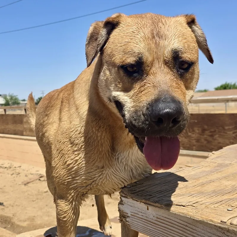 A young large-sized male American Staffordshire Terrier dog named Gus for adoption in Los Angeles, CA