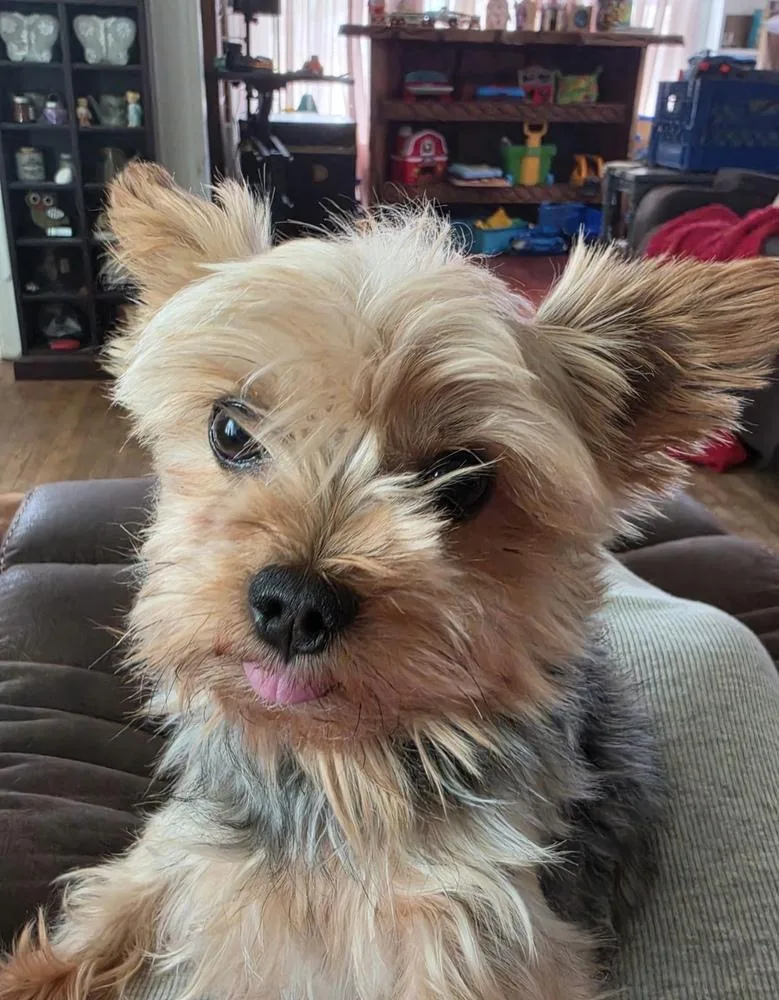 An adult small-sized male Yorkshire Terrier dog named Chase for adoption in Cheektowaga, NY