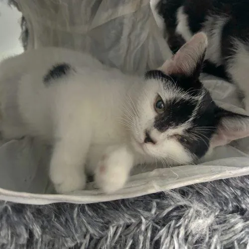 A baby small-sized female White Tuxedo cat named Meryl for adoption in Knoxville, TN