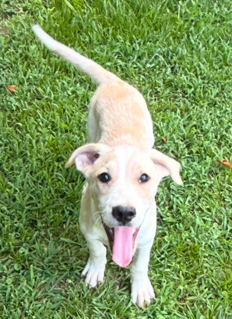 A baby medium-sized male Mixed Breed dog named Fox for adoption in Northwood, NH