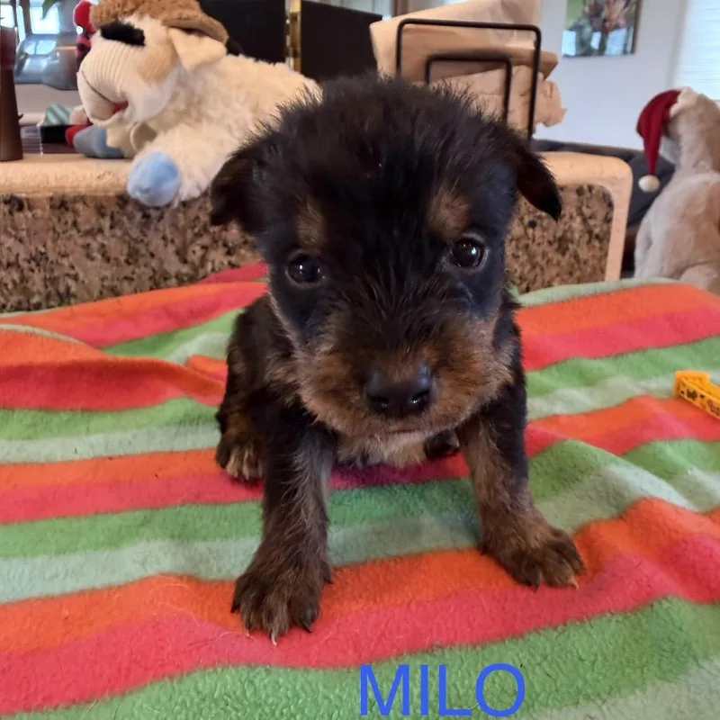 Milo