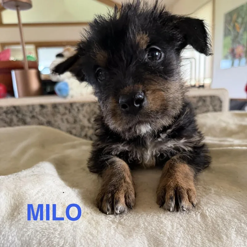 Milo thumbnail 2