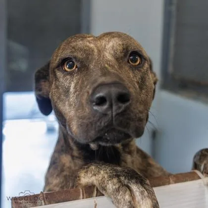 An adult large-sized female Mixed Breed dog named Itsy for adoption in Largo, FL