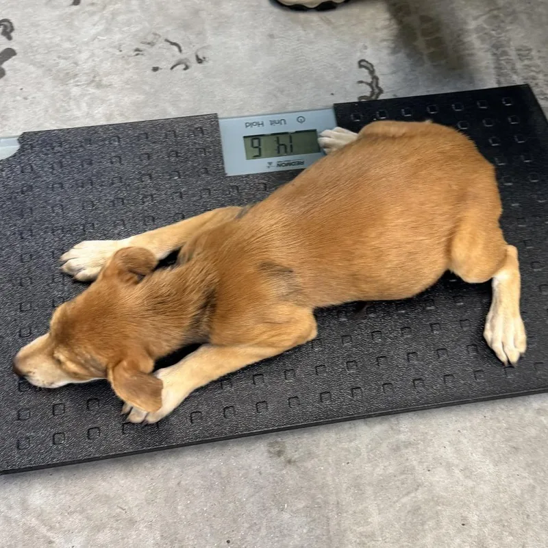 A baby small-sized female Brown / Chocolate Mixed Breed dog named Gretchen for adoption in Las Cruces, NM