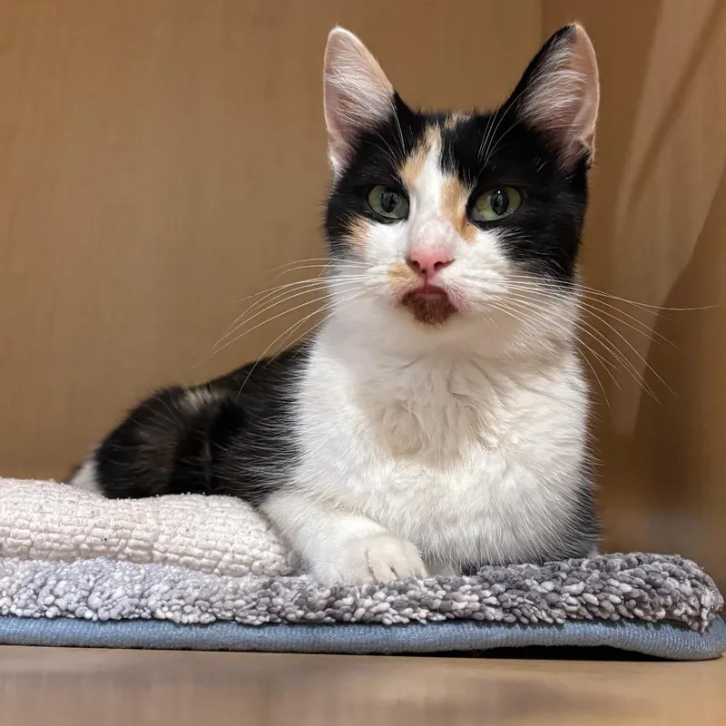 A young medium-sized female Calico Domestic Short Hair cat named Ice Cream Sundae for adoption in Washington Township, OH