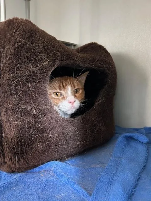 An adult medium-sized male Tabby (Orange / Red) Domestic Short Hair cat named Bear Bear for adoption in Anoka, MN