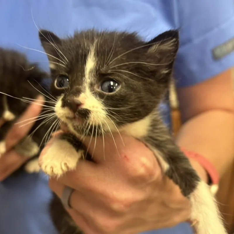 A baby small-sized male Black Domestic Short Hair cat named Foxglove U for adoption in Tupelo, MS