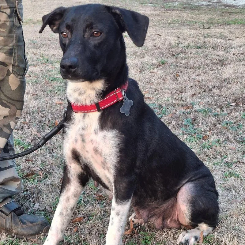 An adult medium-sized female Black Mixed Breed dog named Jam for adoption in Alexandria, VA