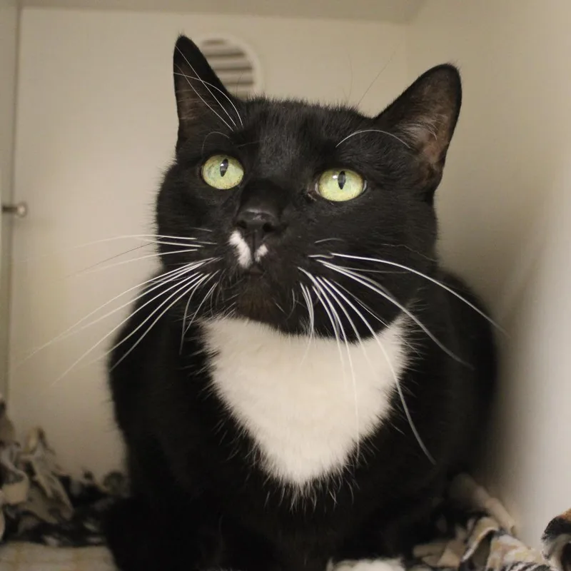 A senior large-sized male Black Domestic Short Hair cat named Boots for adoption in Champaign, IL