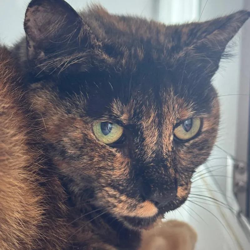 An adult large-sized female Tortoiseshell Domestic Short Hair cat named Coffee Cake for adoption in Ridgely, MD