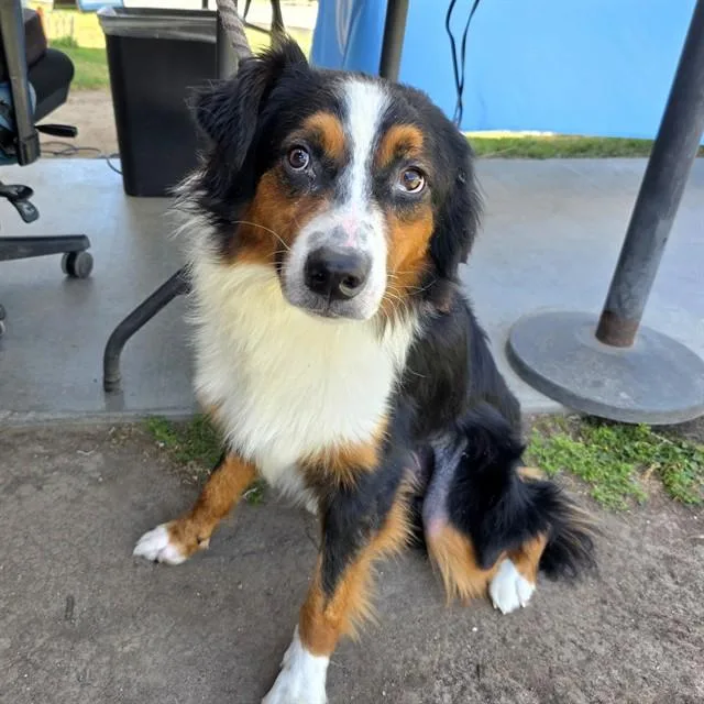 A young medium-sized male Australian Shepherd dog named Auzzie Osbourne for adoption in Long Beach, CA