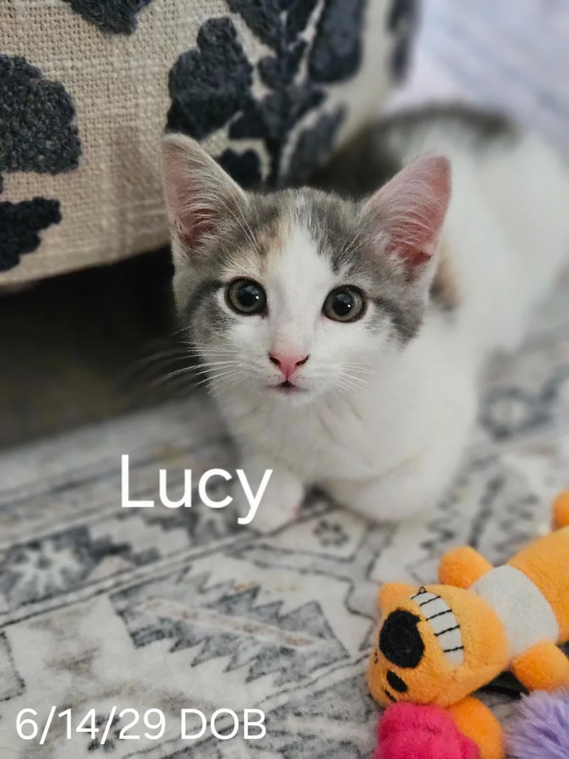 A baby medium-sized female Dilute Calico cat named Lucy for adoption in Avondale, PA