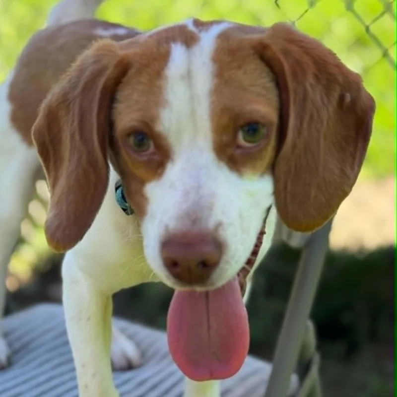 A young small-sized male Beagle dog named Gerald for adoption in Danbury, CT