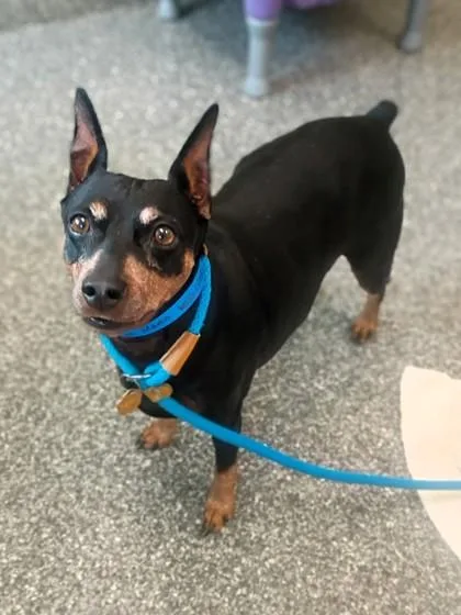 An adult medium-sized male Miniature Pinscher dog named Marco for adoption in Westland, MI