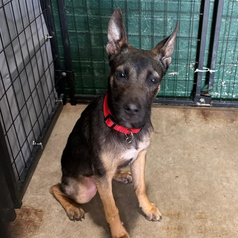 A young small-sized male Black Belgian Shepherd / Malinois dog named Tonto for adoption in Birmingham, AL