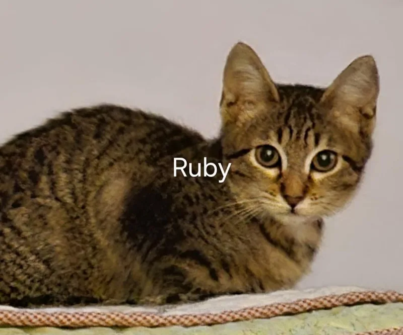 A baby small-sized female Brown / Chocolate Domestic Short Hair cat named Ruby for adoption in Hudson, NH
