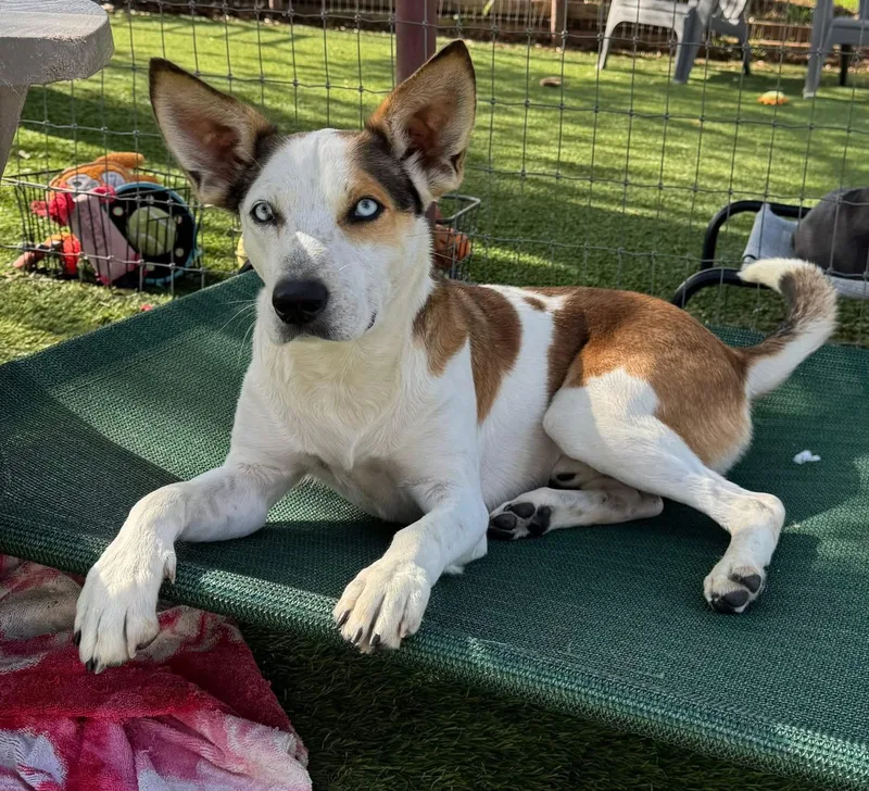 An adult medium-sized male Australian Shepherd dog named Milo for adoption in Southlake, TX
