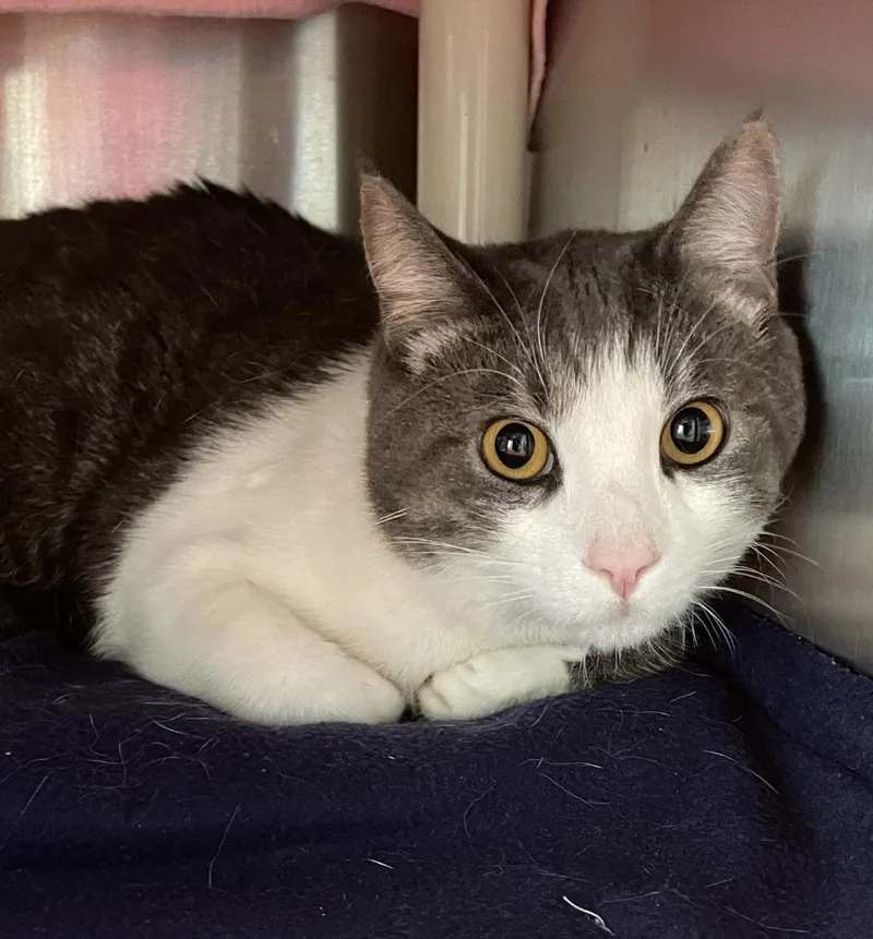 An adult medium-sized male Domestic Short Hair cat named Sinatra for adoption in Chico, CA