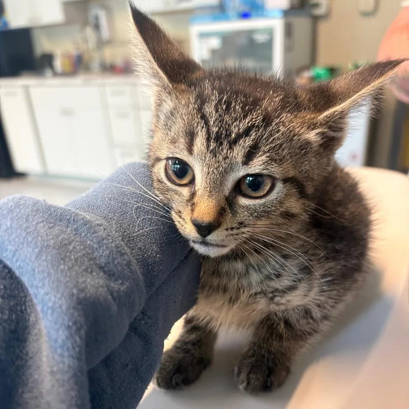 A baby small-sized male Black Domestic Short Hair cat named McFeely for adoption in Huntington, WV