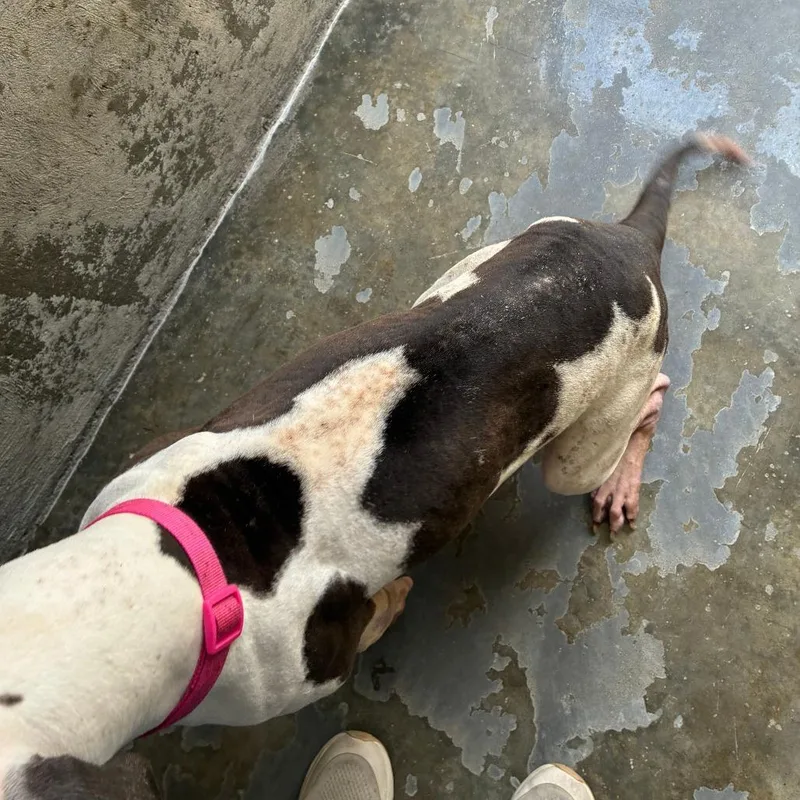 An adult medium-sized female Mixed Breed dog named Nova for adoption in Danville, KY