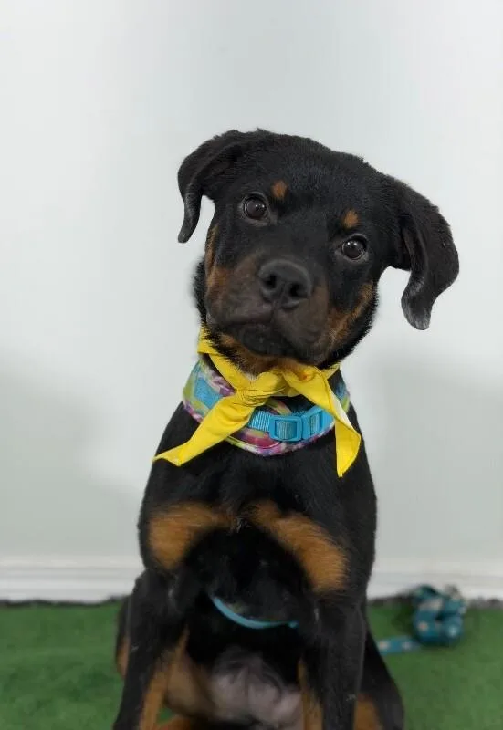 A baby large-sized female Black Rottweiler dog named Princes for adoption in Carlsbad, CA