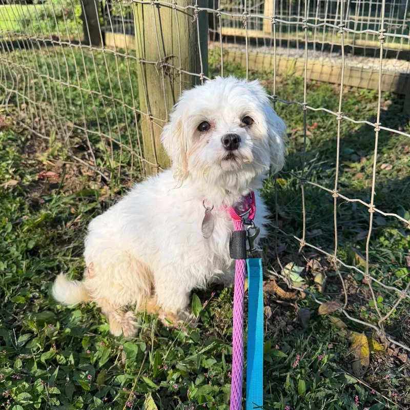 An adult small-sized female Maltese dog named Mabel for adoption in Phoenixville, PA