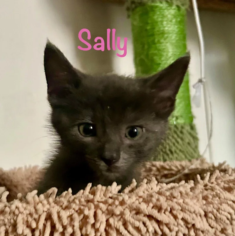 Sally