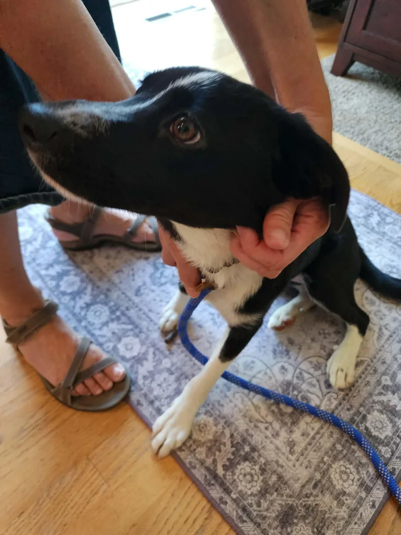 A young medium-sized female Black Labrador Retriever dog named Dena for adoption in Monticello, NY