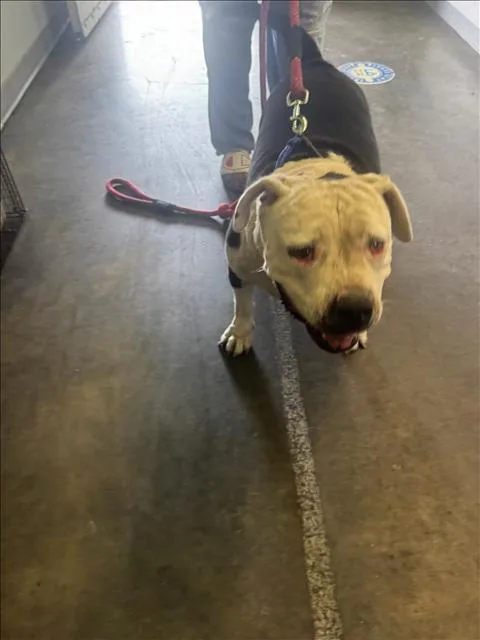 An adult large-sized female Pit Bull Terrier dog named Remie for adoption in Los Angeles, CA
