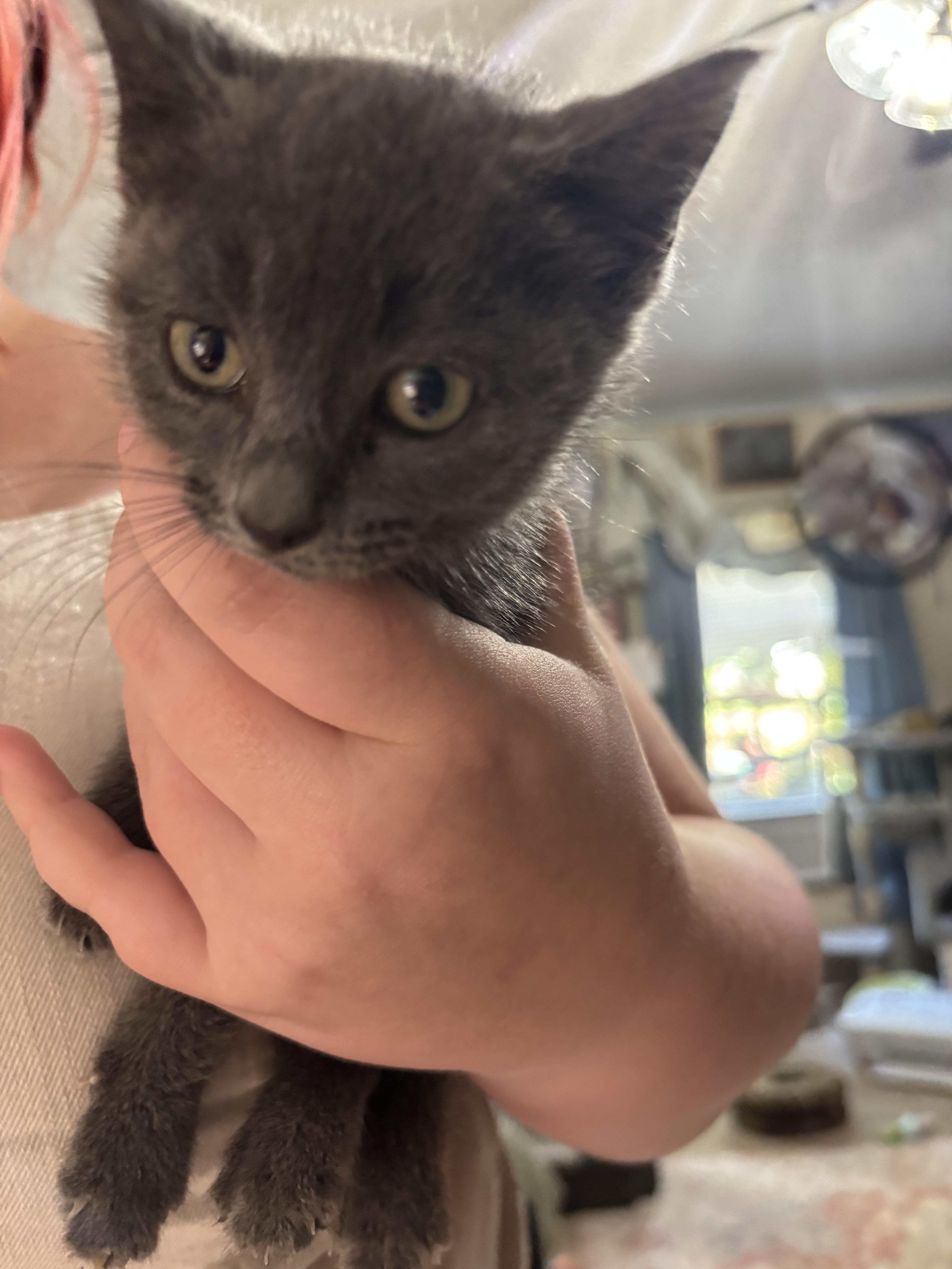 A baby small-sized female Domestic Short Hair cat named Twilight for adoption in Randolph, AL