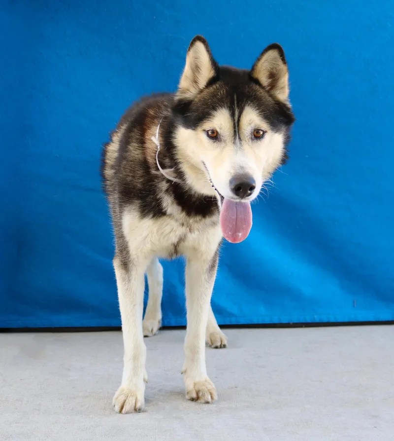 An adult medium-sized male Siberian Husky dog named Turner for adoption in Pasadena, CA