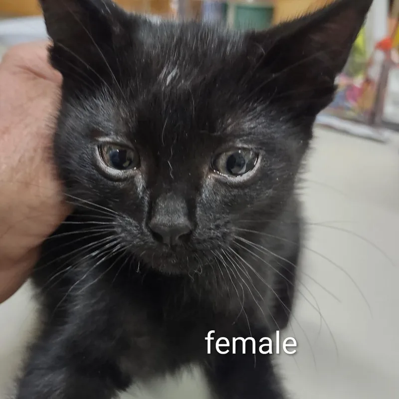 A baby small-sized female Black Domestic Short Hair cat named Dottie for adoption in Upland, CA