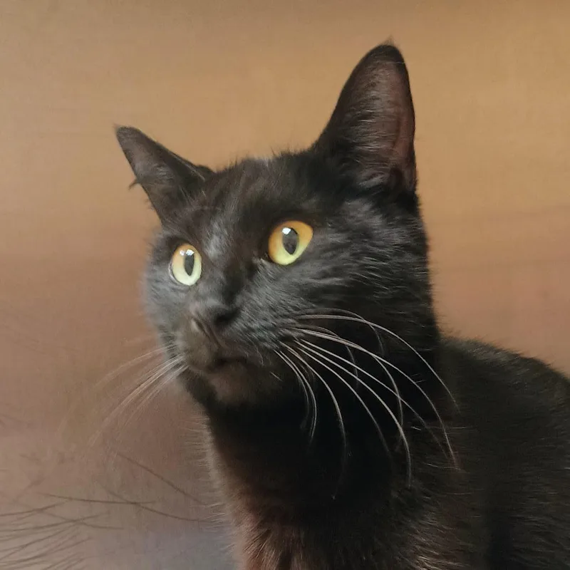 An adult medium-sized female Black Domestic Short Hair cat named Elvira for adoption in Palestine, TX