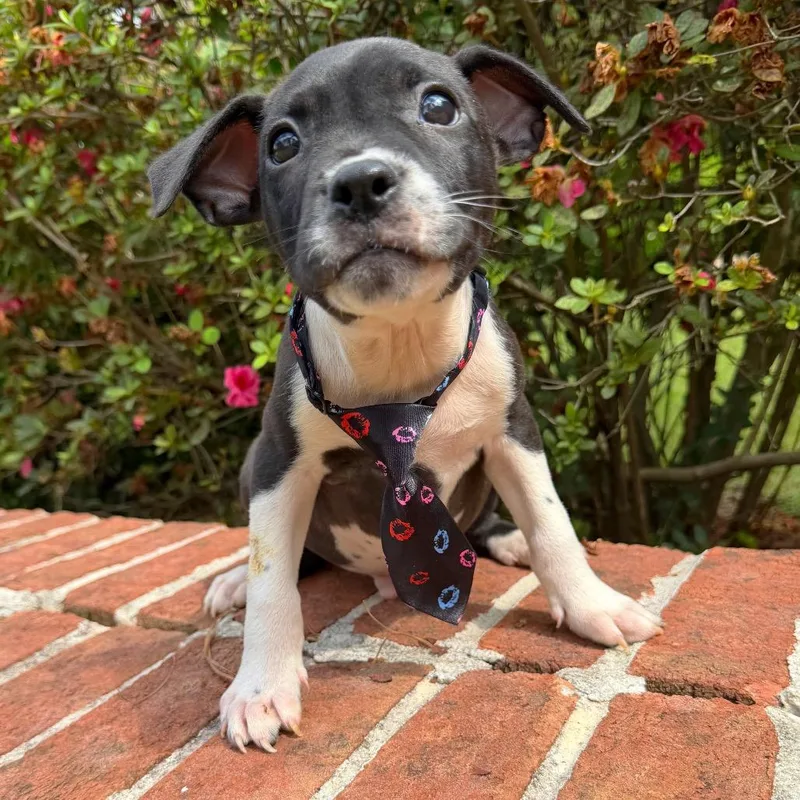 A baby medium-sized male Black Mixed Breed dog named Finn for adoption in Brownsboro, AL