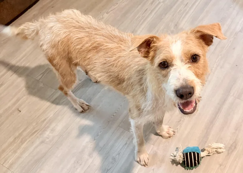 An adult medium-sized female Apricot / Beige Terrier dog named Darling for adoption in San Antonio, TX