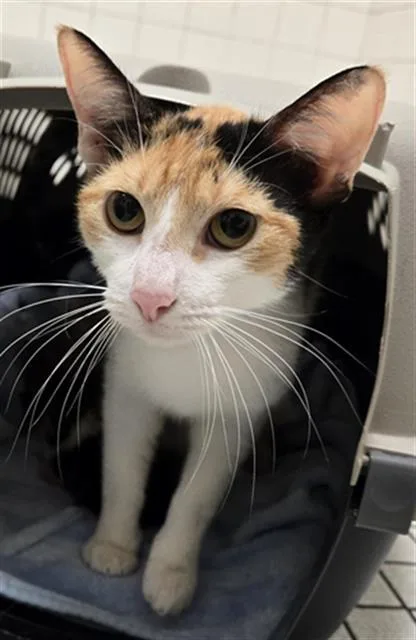 A young medium-sized female Domestic Short Hair cat named Mochi for adoption in Dallas, TX