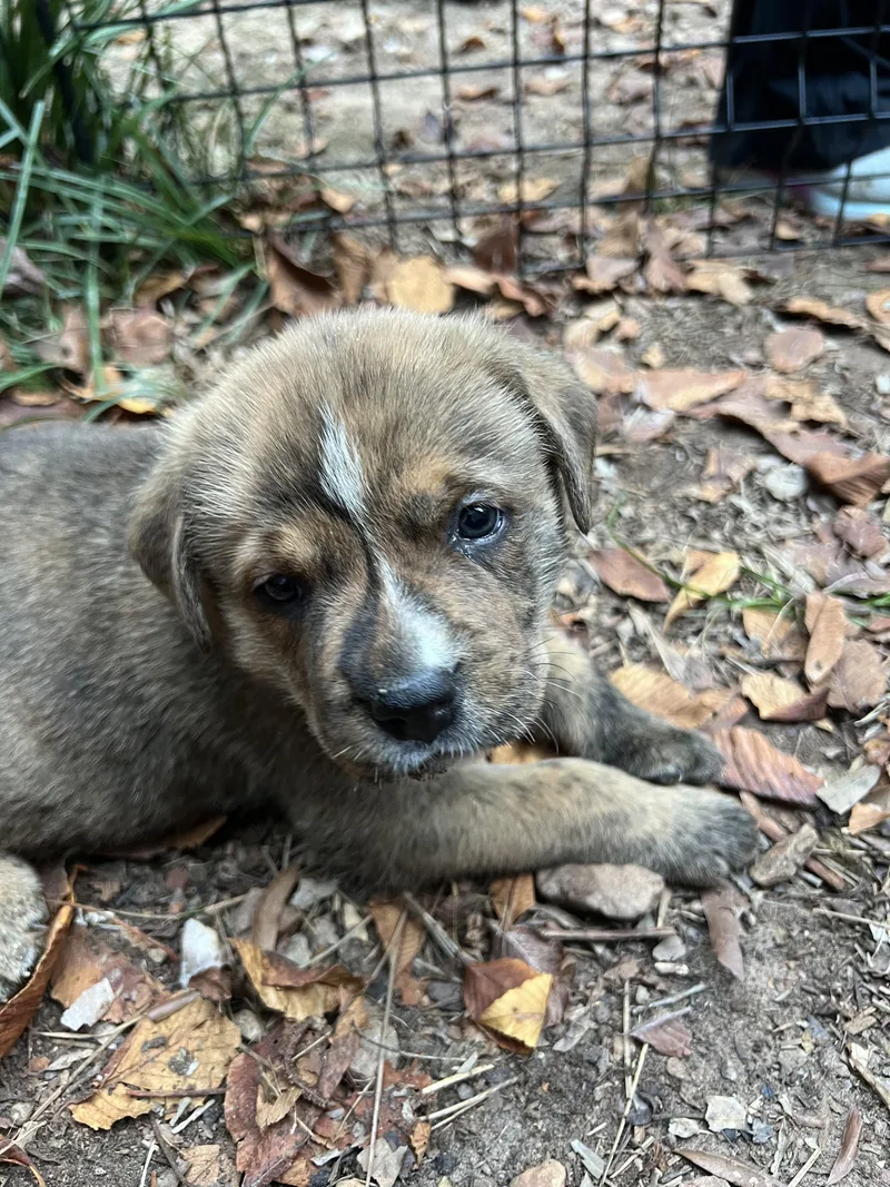 A baby large-sized male Rottweiler dog named Chonk for adoption in Chapel Hill, NC
