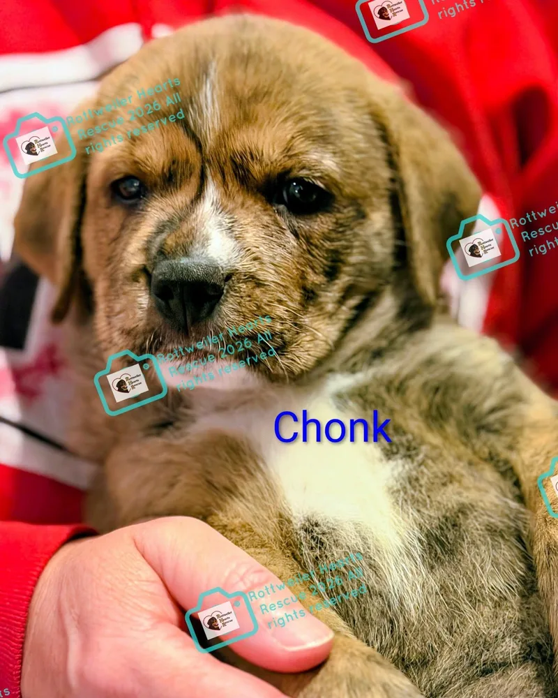 Chonk thumbnail 2