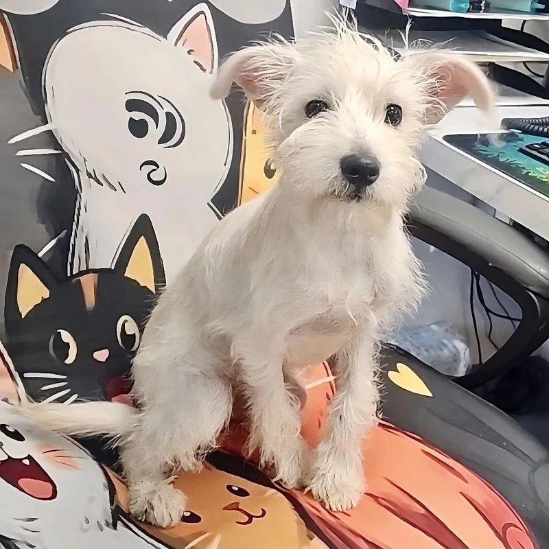 A baby small-sized male White / Cream Miniature Schnauzer dog named Rascal for adoption in Cedar Park, TX