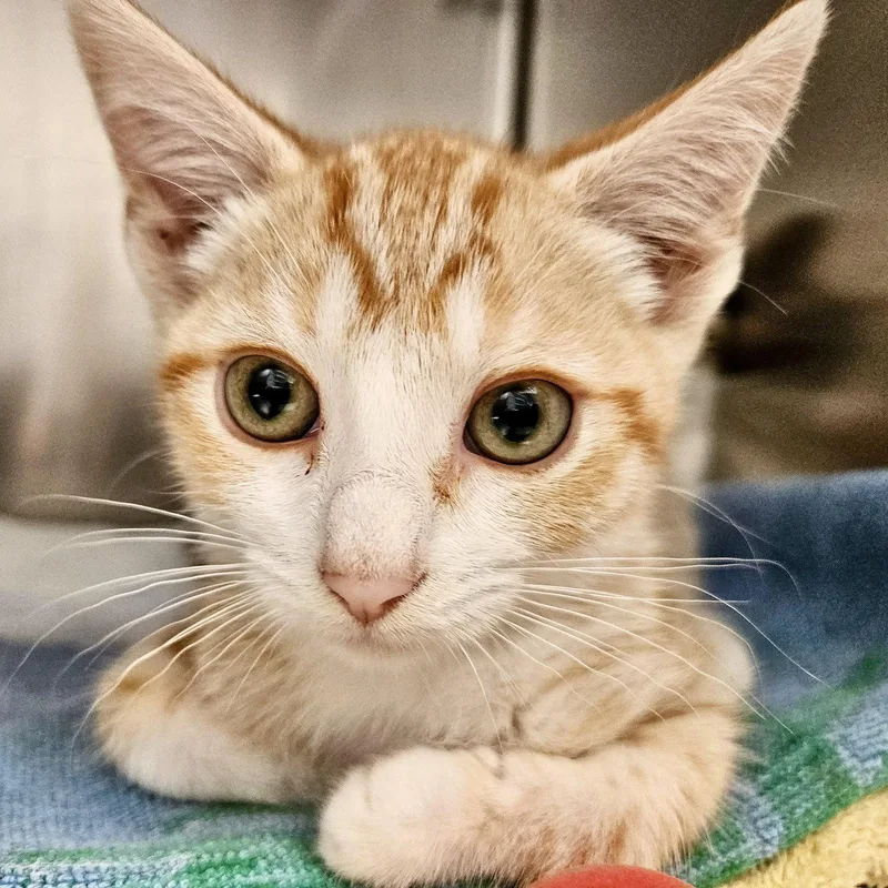 A baby small-sized female Orange / Red Domestic Short Hair cat named Almond for adoption in Oakland, CA