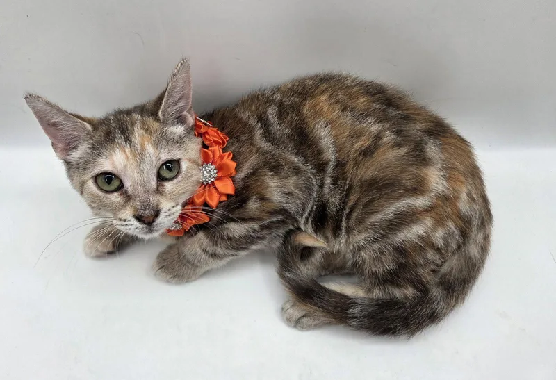 A baby medium-sized female Domestic Short Hair cat named Opal for adoption in Magnolia Springs, AL
