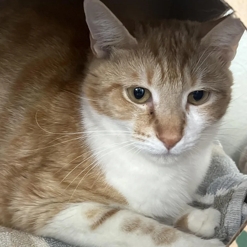 A young medium-sized female Orange / Red Domestic Short Hair cat named Tracer for adoption in Reno, NV
