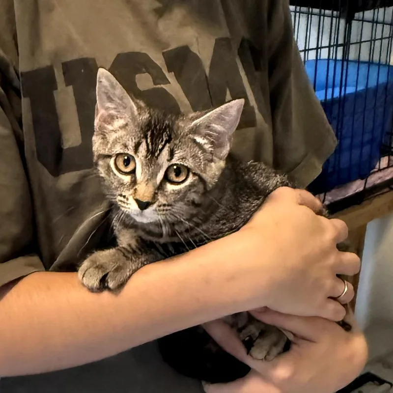 A baby small-sized female Gray / Blue / Silver Domestic Short Hair cat named Harriett for adoption in Forest Park, IL