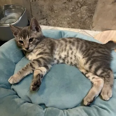 A baby large-sized male Tabby (Gray / Blue / Silver) Tabby cat named Grayson for adoption in Stockton, CA