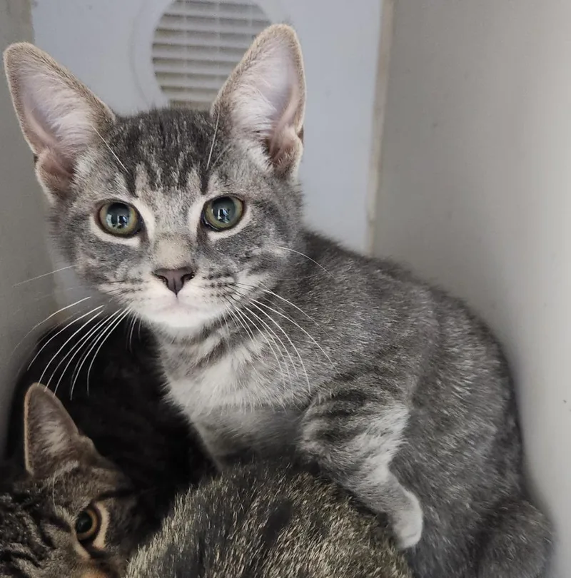 A baby small-sized female Domestic Short Hair cat named Bonnie for adoption in Walnutport, PA